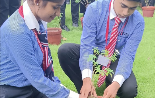 Tree Plantation